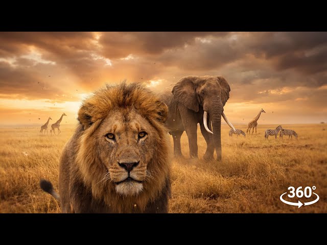 Wildlife in 360° VR 🌍 | Realistic Animal Safari Experience | 4K Virtual Reality