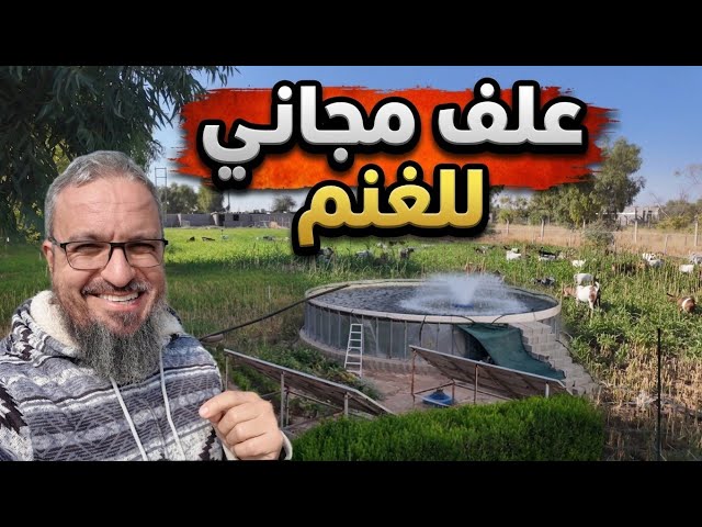 Completing the Wooden Roof, Preparing a Feast for the Aqiqah in Ayoub's Kitchen, and Tuna the Cat...