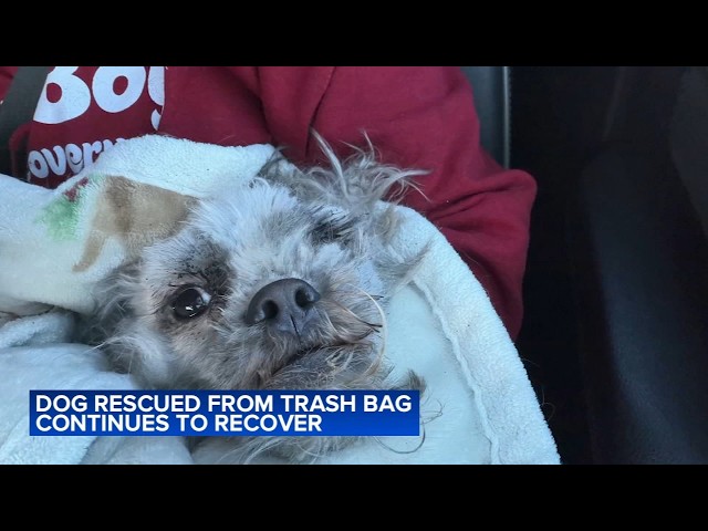 Dog found starving inside trash bag making quite the comeback