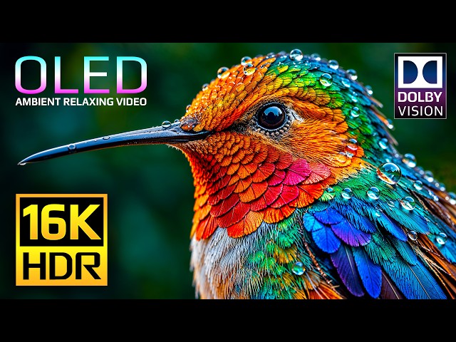 OLED Test Dolby Vision HDR 16K 120fps for 4K • 8K Video Ultra HD TVs