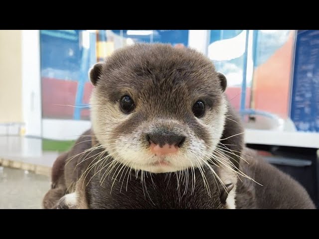 CUTE Otters You’ll Instantly Fall In Love With 😂Cutest ANIMALS Video