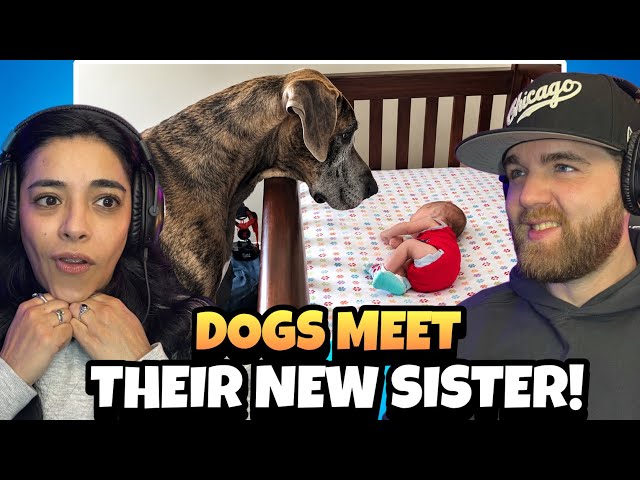 Dog Can’t Control His Emotions At First Time Seeing His Baby Sister | INSANT TEARS FROM KAREN!!