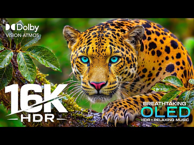 OLED TEST 120fps HDR Video | 16K Dolby Vision 8K Video ULTRA HD | 4K/8K TV