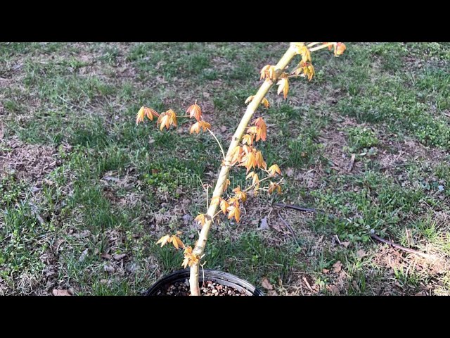 Pruning  Young Japanese Maple
