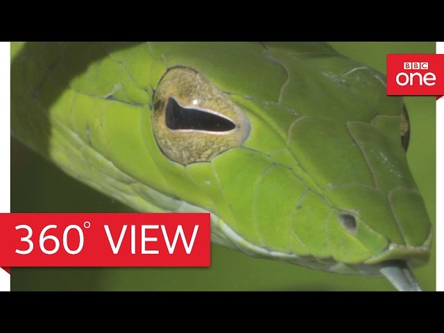 Costa Rican jungle in 360° - Planet Earth II: Jungles - BBC
