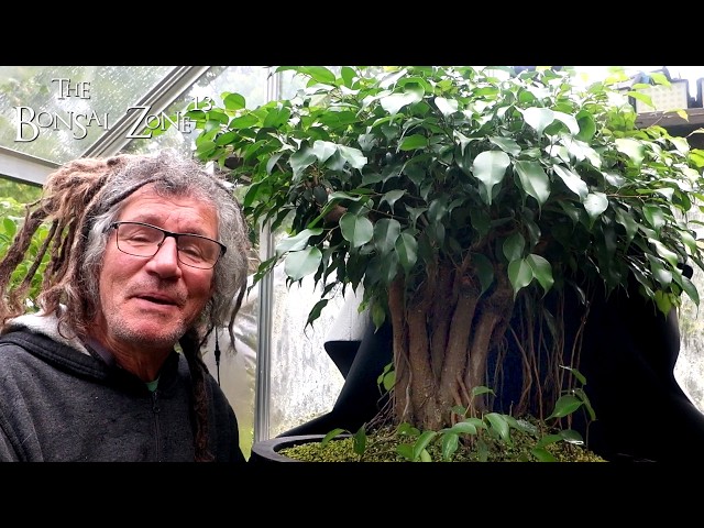 Defoliation and Pruning My Mall Ficus, The Bonsai Zone, Sept 2026
