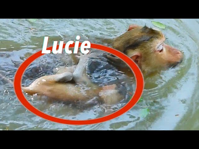 Documentary! Lucie Fall And Drown Or Not ?, Baby Monkey I Animal Nature I BBC Earth I Nat Geo Wild