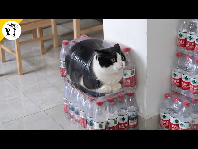 The Hilarious Cat Videos of 2026 Were Definitely Worth the Wait! 🤣