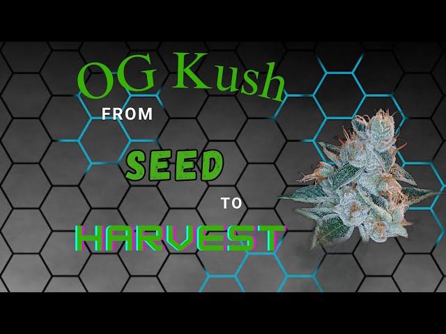 Pt. 1 OG KUSH Seed To HARVEST!! - Mainline Technique