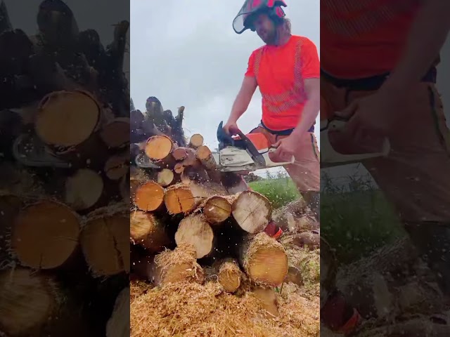 Chainsaw Stihl wood 1