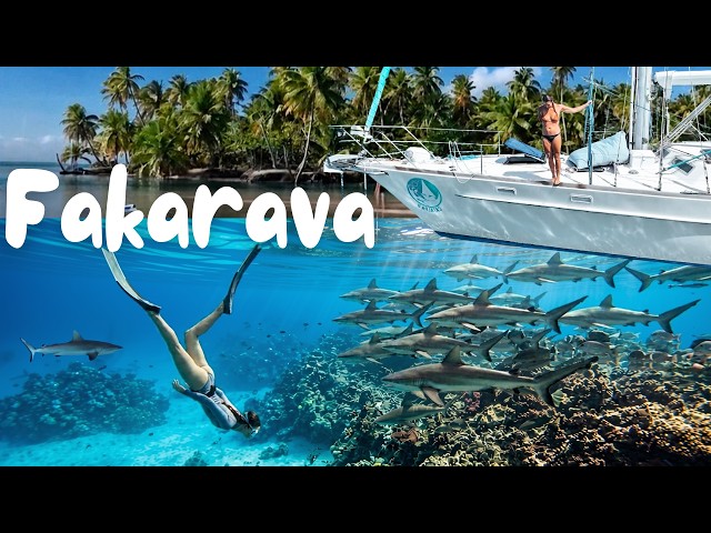 the most sharks we have ever seen