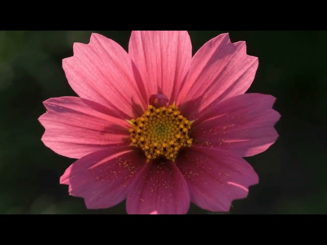 Peaceful Flower Blooming Time-Lapse (8K) 🌸 Soothing Music for Sleep, Meditation & Stress Relief