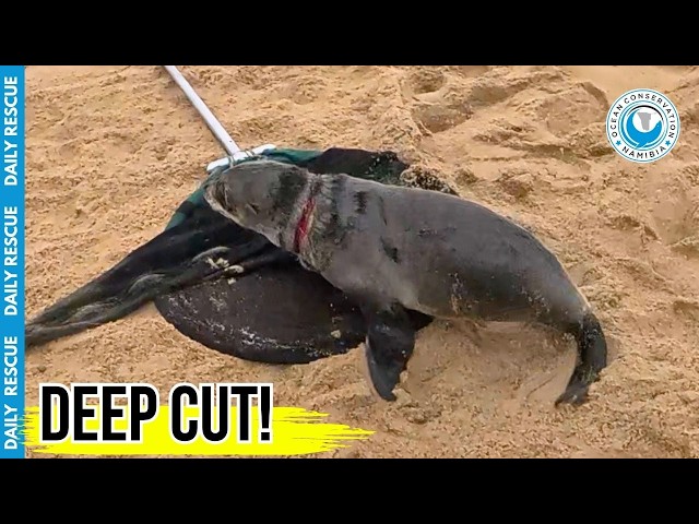 Seal's Horrible Neck Cut Saved in the Nick of Time!