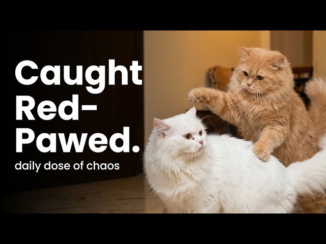 Snow & Honey: Naughtiest Moments Compilation 😼🐾Daily Dose of Cute and Funny Cat Videos!