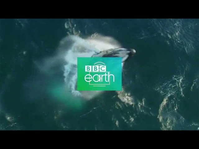 BBC Earth (Asia) - Ident 2015 [2]