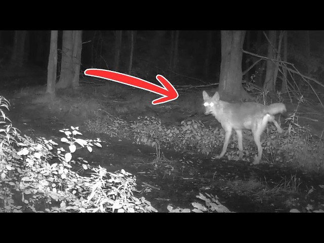 My Trail Camera Caught Something UNBELIEVABLE... | BEST Nighttime Compilation