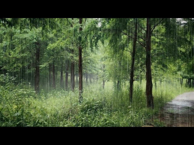 Immersive Heavy Rain on Redwood Forest Trail for Deep Sleep & Insomnia ASMR (5 Min Black Screen)