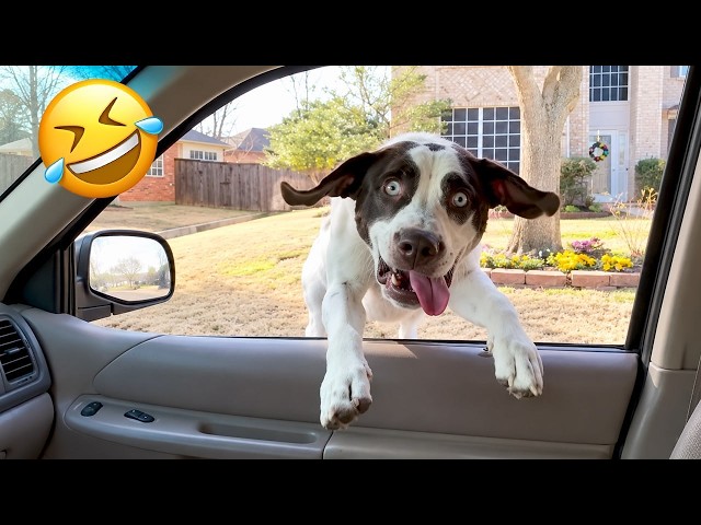 Funniest Animal Videos 2026 😂 Somehow, Animals Always Find a Way
