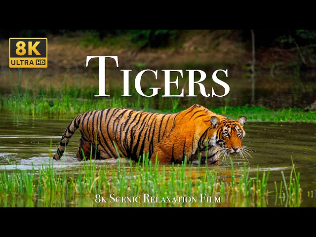 Tigers 8K - Scenic Wildlife Film With Calming Music