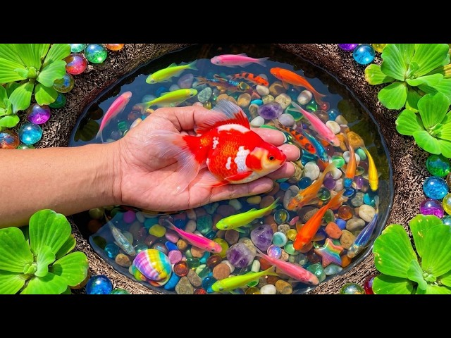 Tangkap Ikan Hias Air Tawar : Ikan Cupang, Ikan Koi, Ikan Koki, Ikan Nila, Ikan Sapu sapu, Ikan Gupy