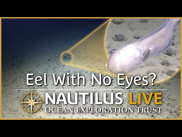 Faceless Cusk Eels of the Central Pacific  | Nautilus Live