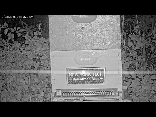 New York Tech Balentine's Bees