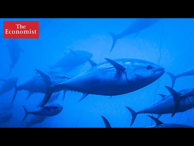 Can conservation save our ocean?