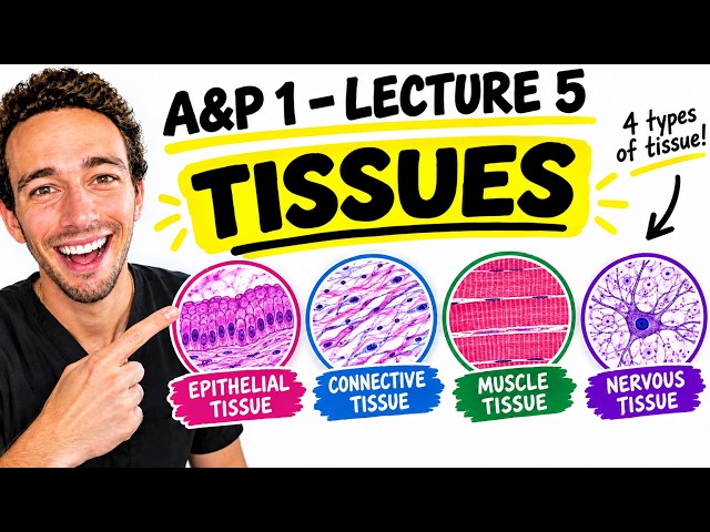 Anatomy & Physiology 1 | Lecture 5 - Tissues (Types, Locations, Functions, & More!)