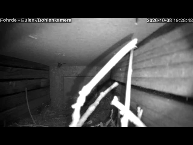 🔴 LIVE: Eulen-Kasten Fohrde (2026) 🦉 Owl Cam & Wildlife
