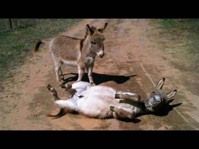 Animals Always Find a Way To Be Hilarious! 😂🐾 Funny Animal Videos 2026