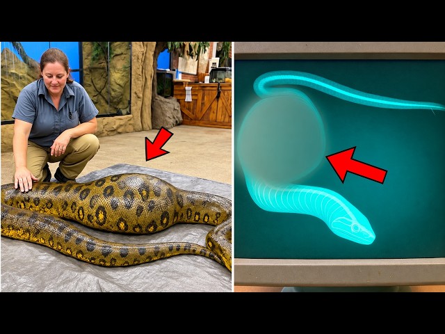 Snake Refused Food for Weeks, X-Ray Made Police Arrest the Zookeeper…