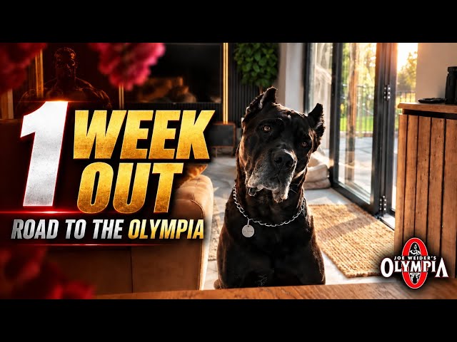 Vlog 1 week out from Mr Olympia 2026 | Samson Dauda