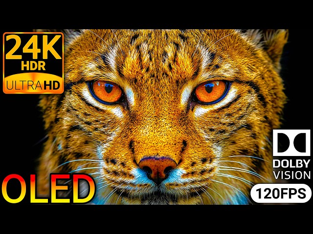 Incredible Animals 24K HDR 120FPS Dolby Vision OLED Test 8K/4K