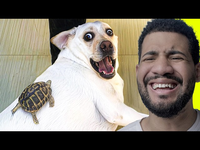 MIRA ESTOS VIDEOS SI ESTAS ABURRIDO 😂