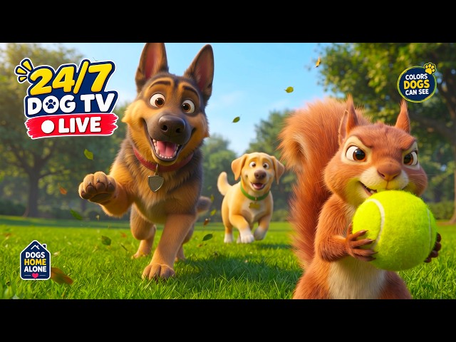 24/7 Dog TV 🔴🐶 Cartoon for Dogs to Watch | Dogs Home Alone & Dog Entertainment