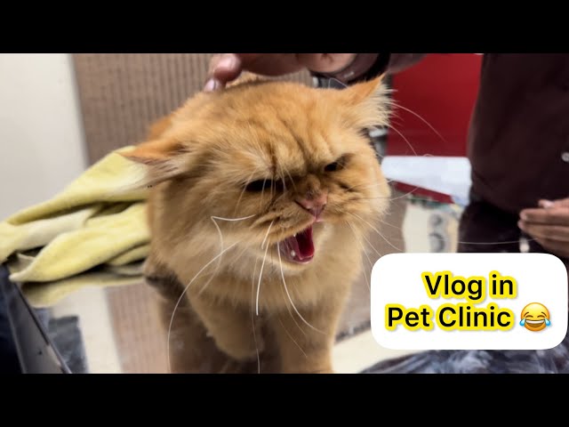 New Branch k First Day Par Cases Ki bharmar 😃 | Aggressive Cat Bite me 😔 | Chubby Meows Pet clinic