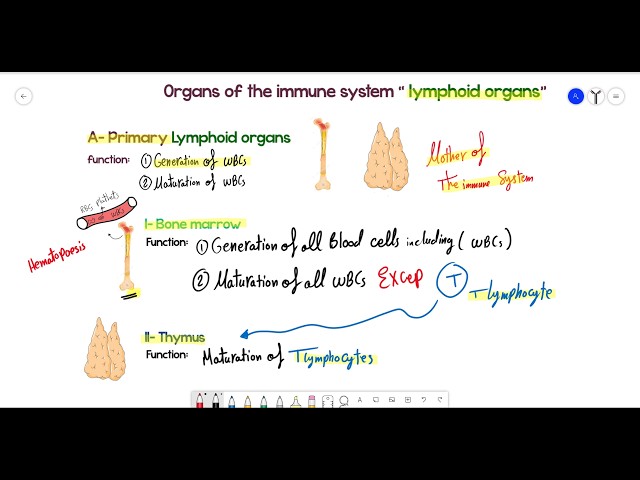 Immunology Lecture 1: Components of the immune system | Dr. Muhammad Ashraf 2026-2027
