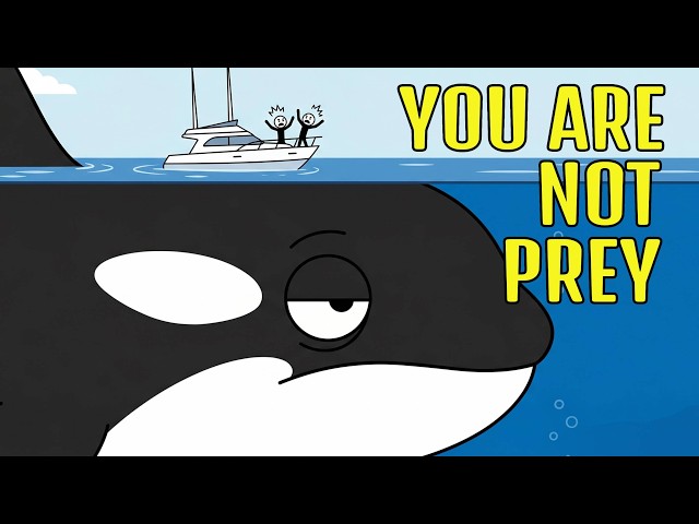 Why Orcas Never Hunt Humans in the Wild?
