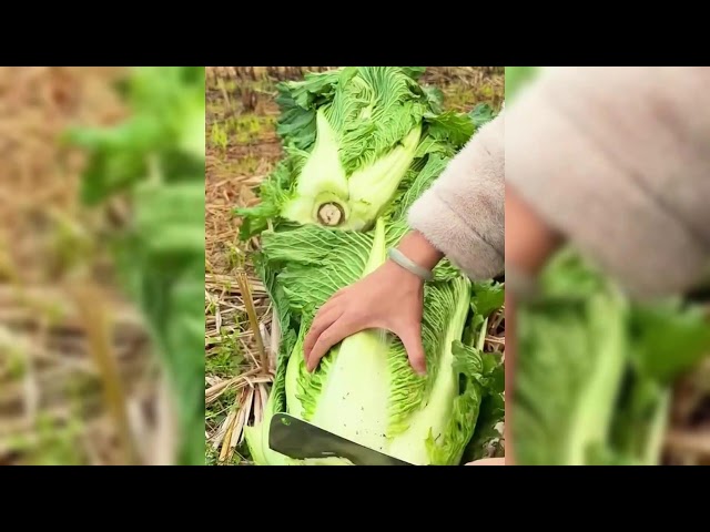 RARE PRACTICAL APPLE SLICER TOOL CUTS FRUIT INSTANTLY