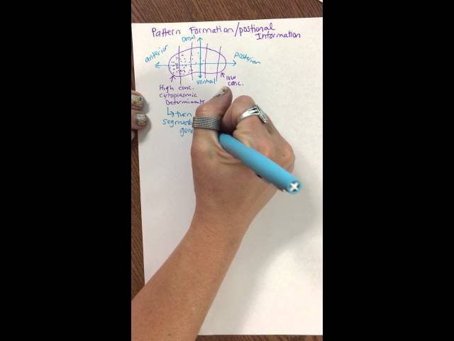 Pattern Formation