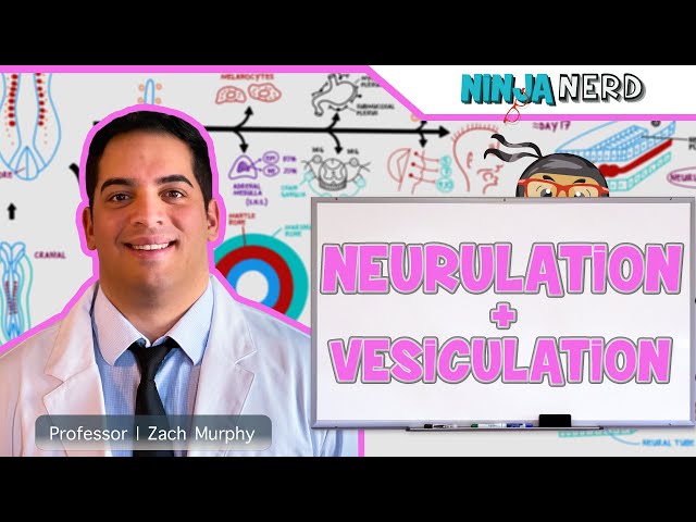 Embryology | Neurulation, Vesiculation, Neural Crest Cell Migration