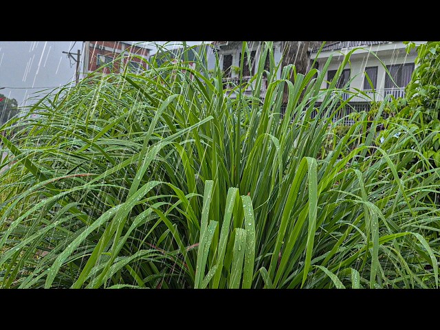 Rain for Sleep – Light Rain & Wind for Relaxation and Stress Relief