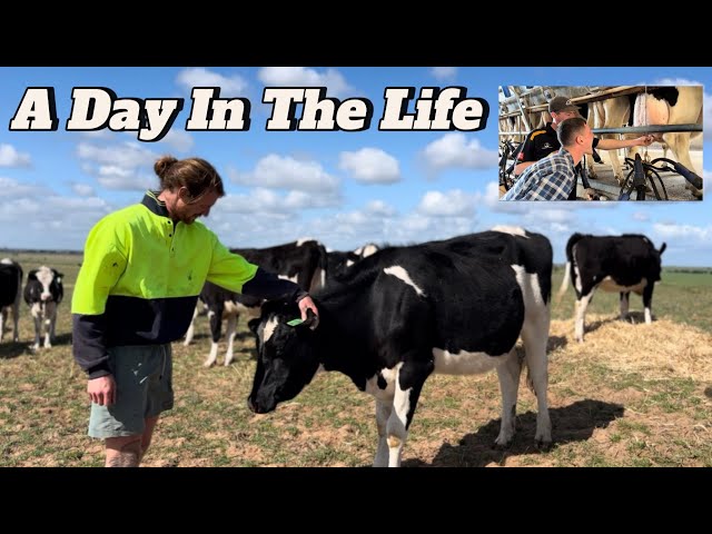 Unfiltered: 24 Hours On A 4th Generation Dairy Farm