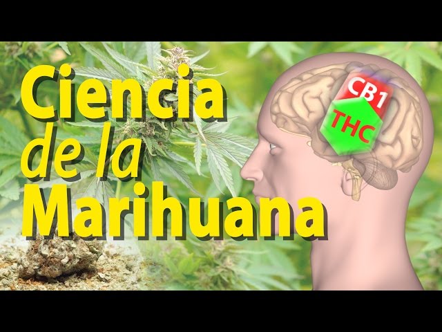 Efectos de la Marihuana sobre el Cerebro, Animación. Alila Medical Media Español.