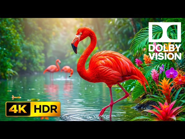 You Won't Believe These Wild Animals in 4K HDR | Dolby Vision for Ultra HD TVs