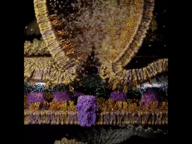 This is how neurons communicate 🧠
