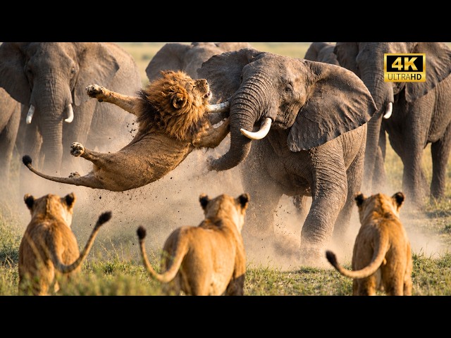 BRUTALIDADE NA SAVANA | Quando os predadores levam a pior | Documentário Animal 4K