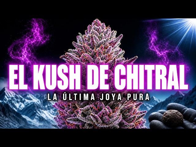 Chitral Kush: The World's Last Pure Indica