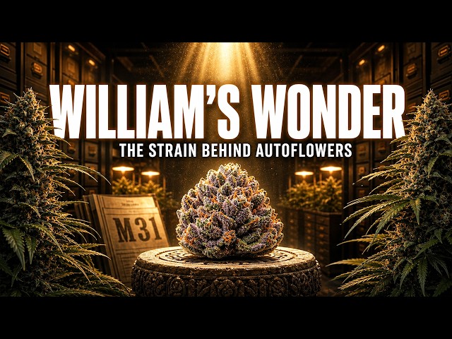 William’s Wonder: The Mysterious Strain That Shaped Autoflowers