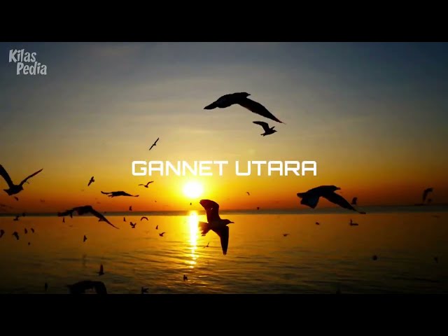 Gannet Utara | Burung Penakluk Lautan Yang Bisa Menyelam